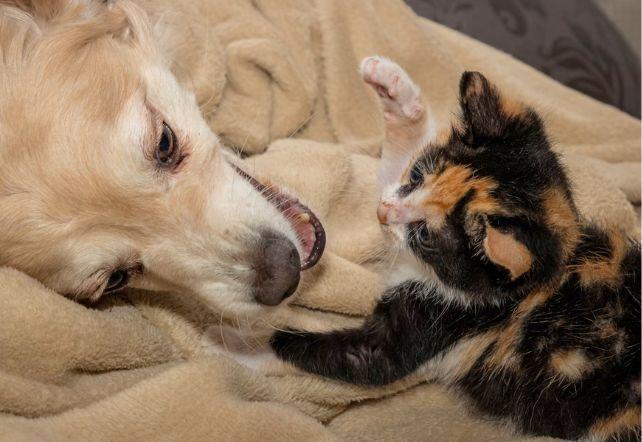 Gattino calico che gioca a colpire un cane dorato