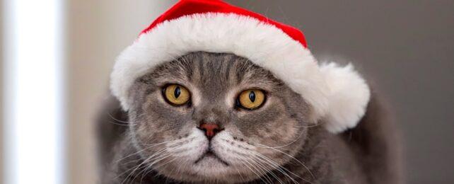 Gatto con cappello di Babbo Natale