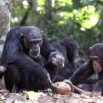 La cultura cumulativa dei chimpanzé: un’evoluzione sorprendente