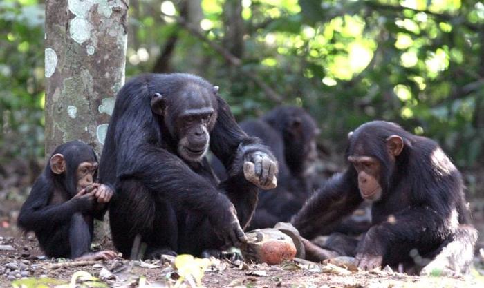 Chimpanzee-Teaching-the-Use-of-Stone-Hammer-and-Stone-Anvil-777x463-1.jpg