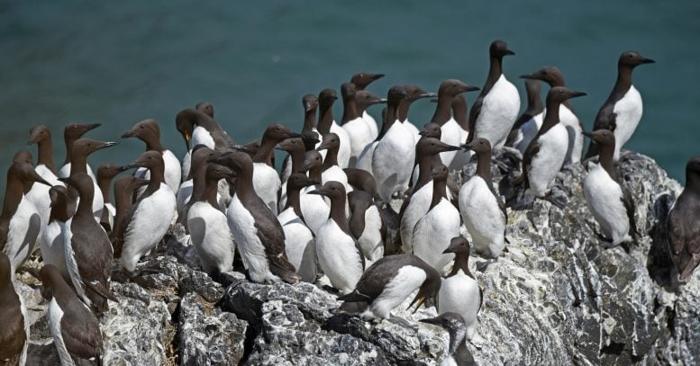 Common-Murres-on-a-Breeding-Colony-in-Alaska-777x407-1.jpg