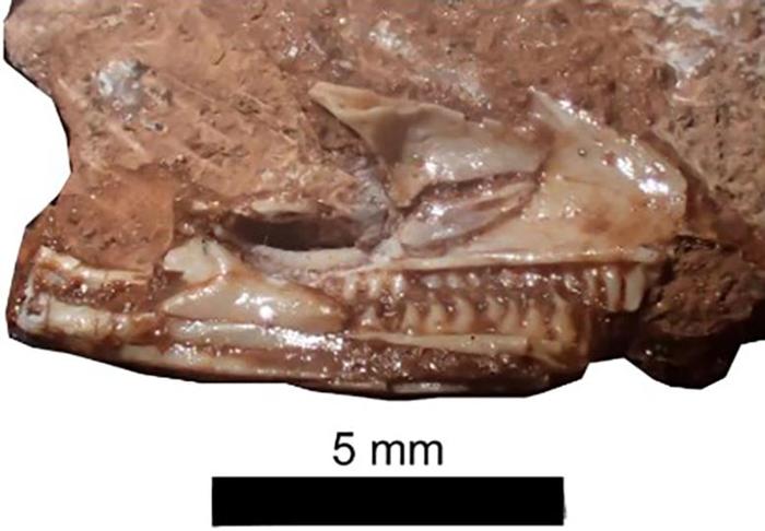 Cranio di Cryptovaranoides microlanius