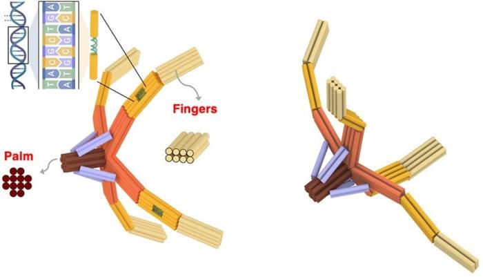 DNA NanoGripper