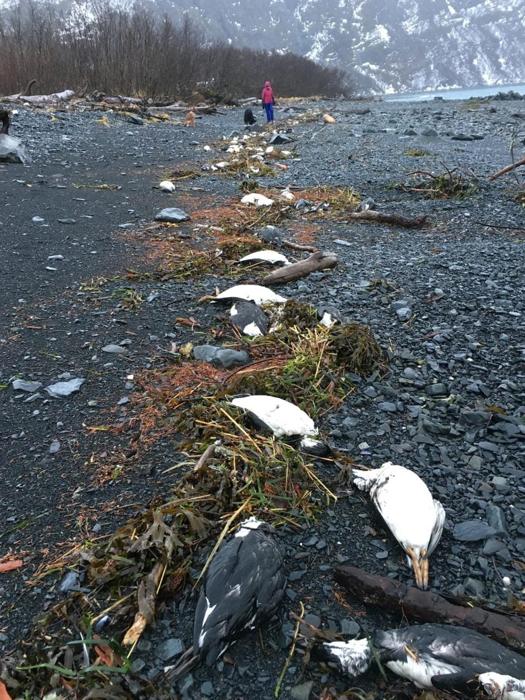 Uccelli di Zecca Morti sulla Spiaggia nel 2016