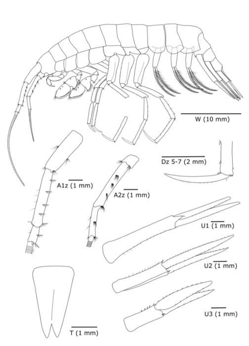 Illustrazioni delle parti della nuova specie