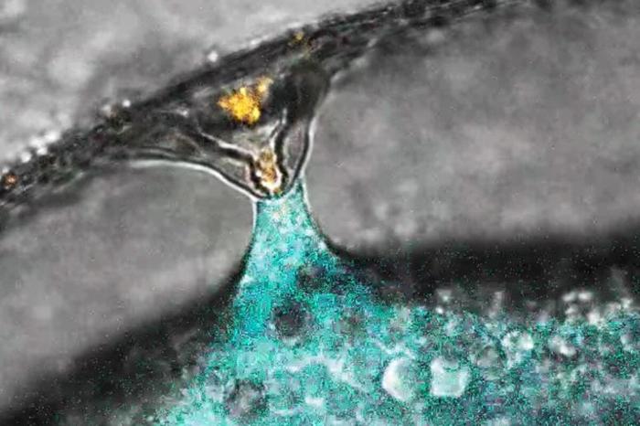 Fecondazione di un Uovo di Zebrafish