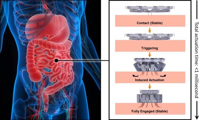 Flow-Chart-Illustrating-the-Mechanism-of-Action-of-the-Tapeworm-Inspired-Tissue-Anchoring-Mechanism-777x468-1-1.jpg