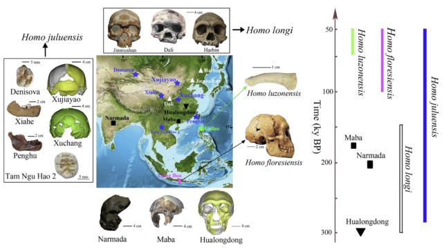 Registro fossile degli ominini in Asia