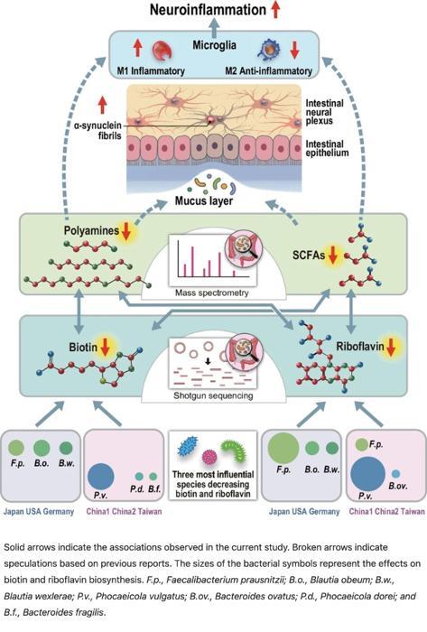 Un grafico che rappresenta il processo di esaurimento delle vitamine del gruppo B da parte dei batteri intestinali e la comparsa dei sintomi del morbo di Parkinson