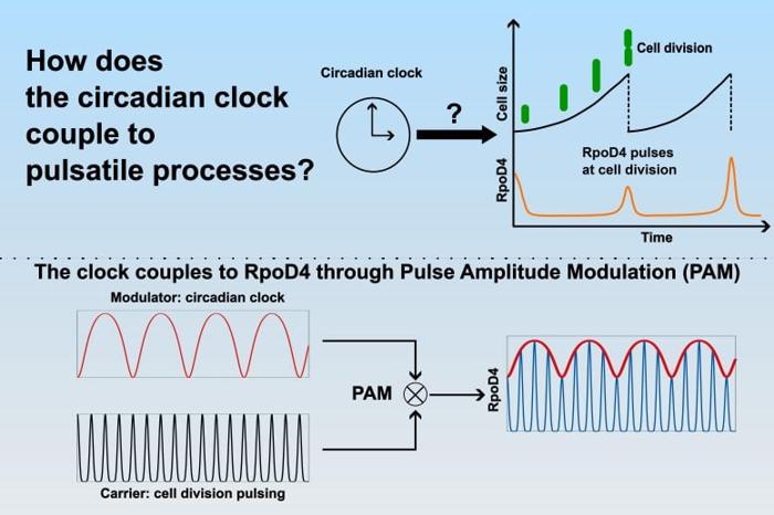 Come l'Orologio Circadiano dei Cianobatteri si Accoppia ai Processi Pulsatili