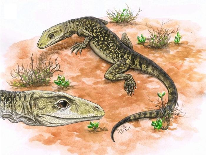 Illustration-of-Cryptovaranoides-microlanius-777x584-1.jpg