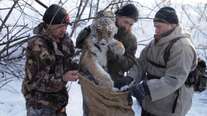 Kolya Rybin, Sasha Rybin e Dale Miquelle mettono il cucciolo Boris tranquillizzato in un sacco di patate per il trasporto fuori dalla foresta. 