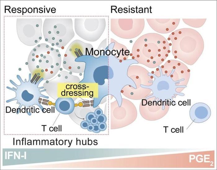 I monociti infiammatori aiutano a riattivare le cellule T