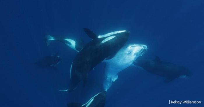 Killer Whale Hits Whale Shark