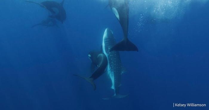 Killer Whales With Whale Shark