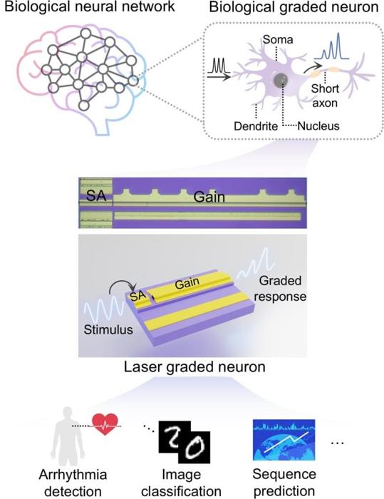 Applicazioni del neurone graduato al laser