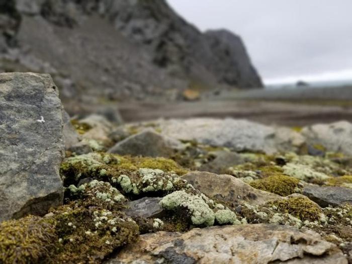 Lepraria-Lichens-in-Antarctica-777x583-1.jpg