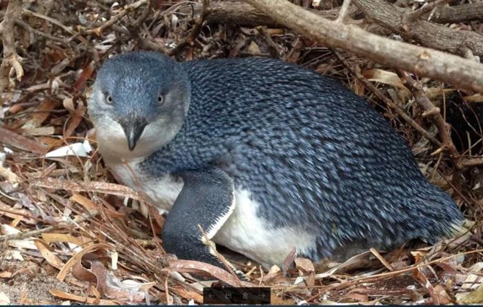 Little Penguin Granite Island