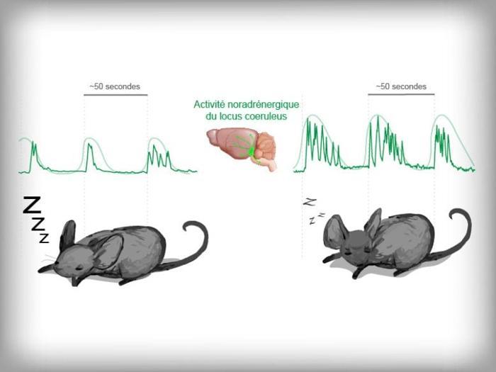 Il Locus C ruleus Regola i Cicli del Sonno Stress Grafico