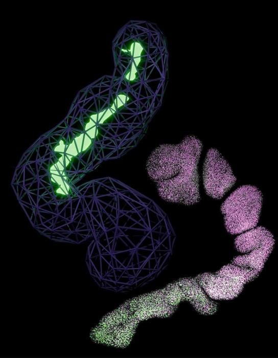 Microscopia e organoidi generati al computer