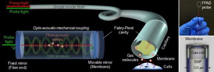 Spettrometro fotoacustico a fibra ottica miniaturizzato per la rilevazione dei gas intravascolari