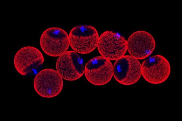 Immagine al microscopio a fluorescenza degli ovuli di topo