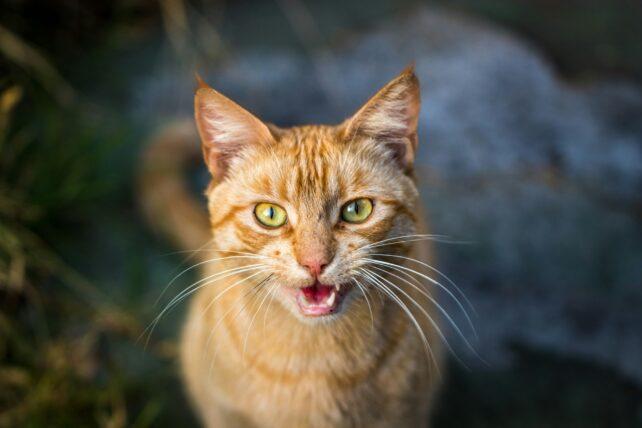 Gatto arancione che guarda in su e miagola