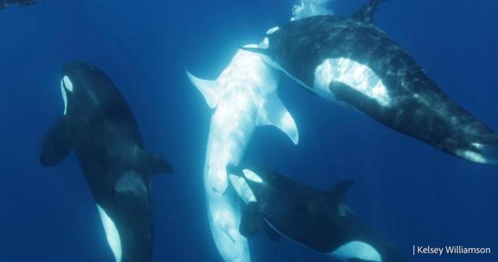 Orcas Bringing Whale to Surface