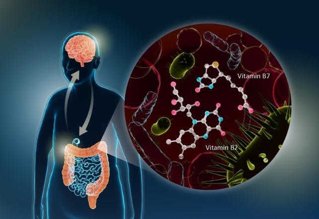 Grafico della connessione intestino-cervello umano e vitamine del gruppo B