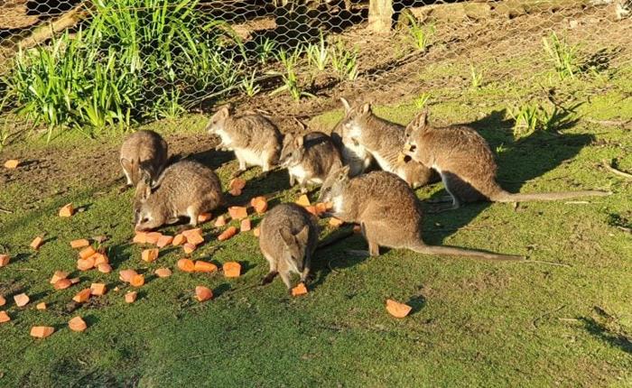 Parma Wallabies