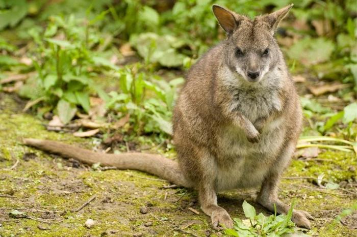 Parma Wallaby