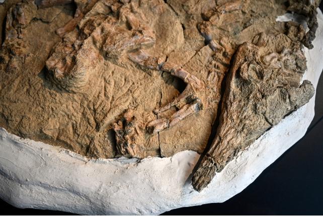 Una zampa fossilizzata di un coccodrillo