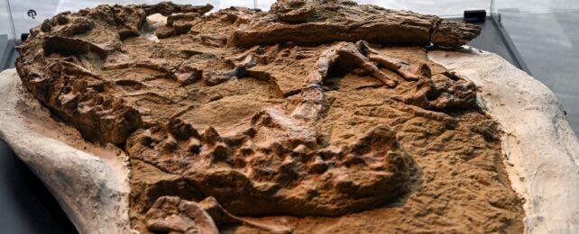 PeruCrocFossilCover-642x260-1.jpg