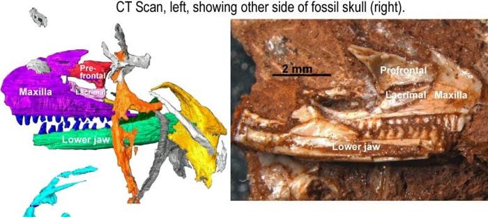 Foto e scansione TC del cranio di Cryptovaranoides microlanius