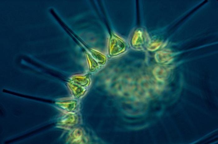 Phytoplankton-777x514-1-1.jpg