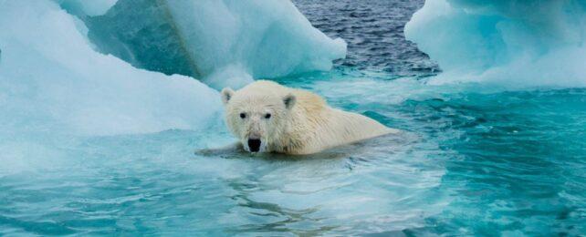 Un orso polare nel ghiaccio che si scioglie