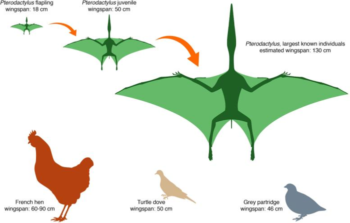 Pterodactylus Growth Stages