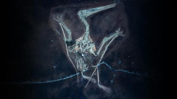 Pterodactylus-UV-Photography-Cover-777x437-1.jpg