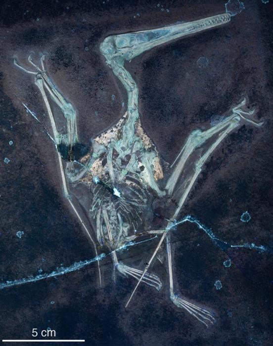 Pterodactylus UV Photography