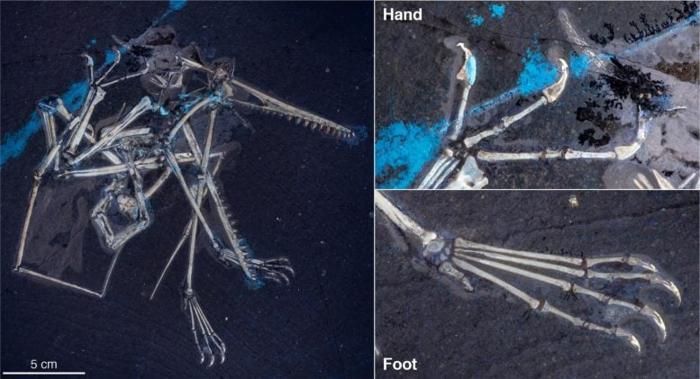 Pterosaur Family Resemblance