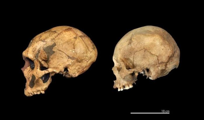 Replica of an Approximately 50,000 Year Old Neanderthal Cranium