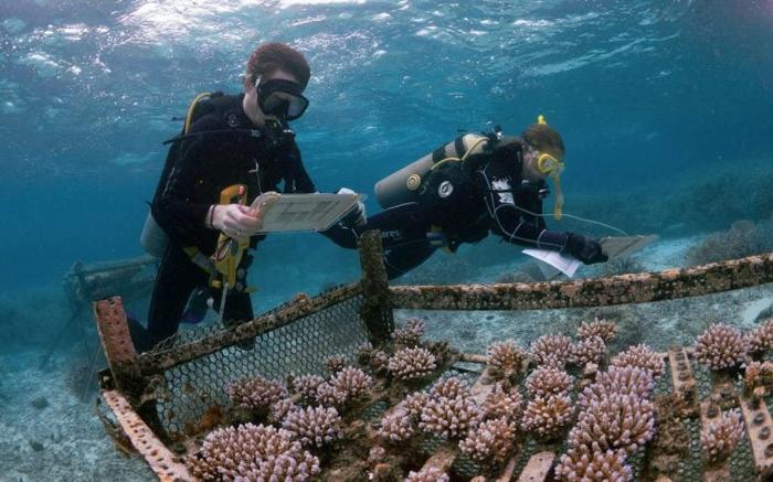 Scienziati che monitorano la tolleranza al calore dei coralli