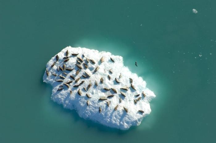 Foca che riposa su un iceberg nel fiordo di Johns Hopkins