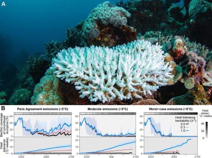 Colonia di Acropora gravemente sbiancata nel 2020