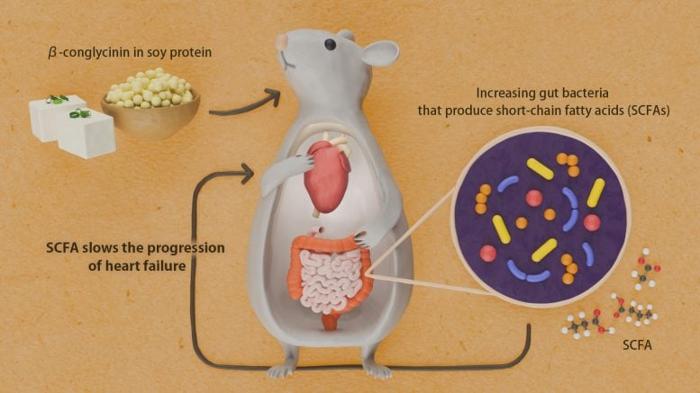 Illustrazione del cuore con proteina di soia Conglycinin