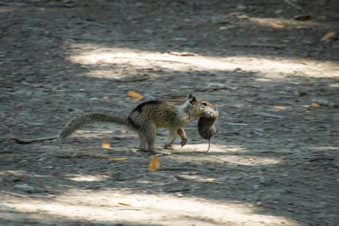 Squirrel Runs With Vole in Mouth