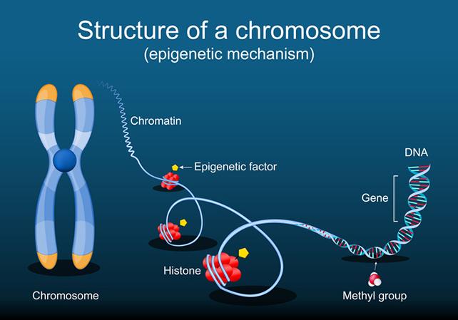 Diagram showing structure of our genetic molecules from chromosome to DNA including methylation