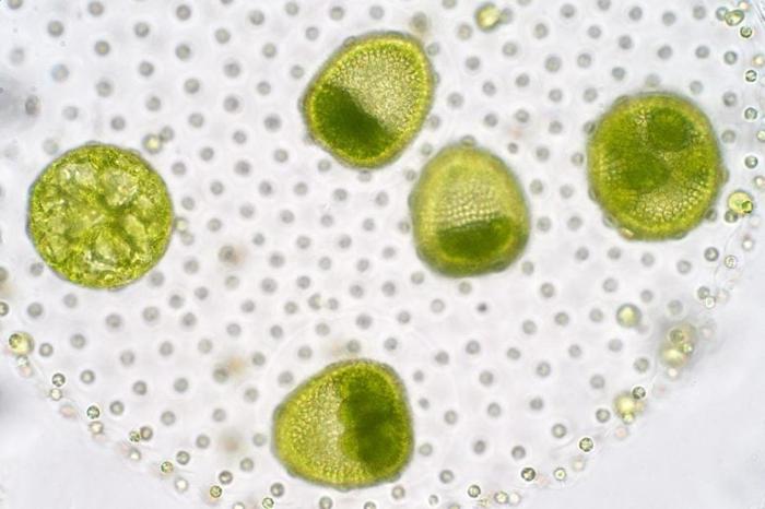 Volvox Chlorophyte Green Algae Fitoplancton