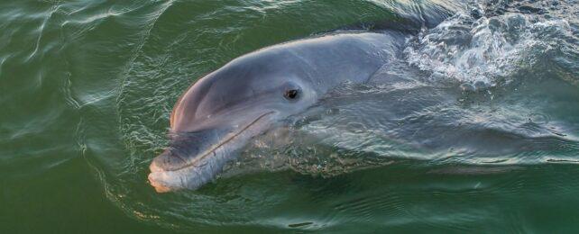 WildDolphinSwimmingInTheGulfOfMexico-642x260-1-1.jpg