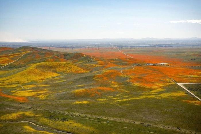 Papaveri gialli e fiori selvatici arancioni ricoprono il deserto